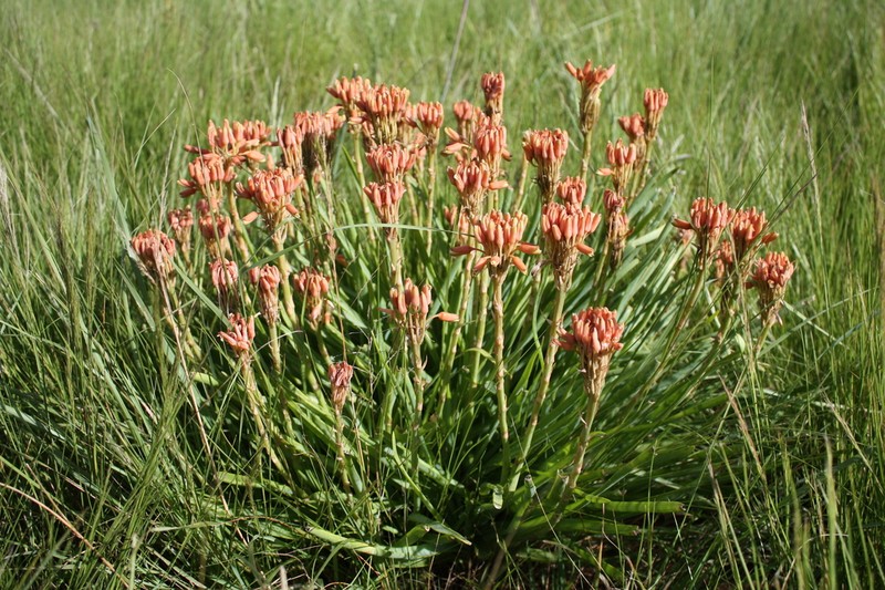 Aloe nicholsii