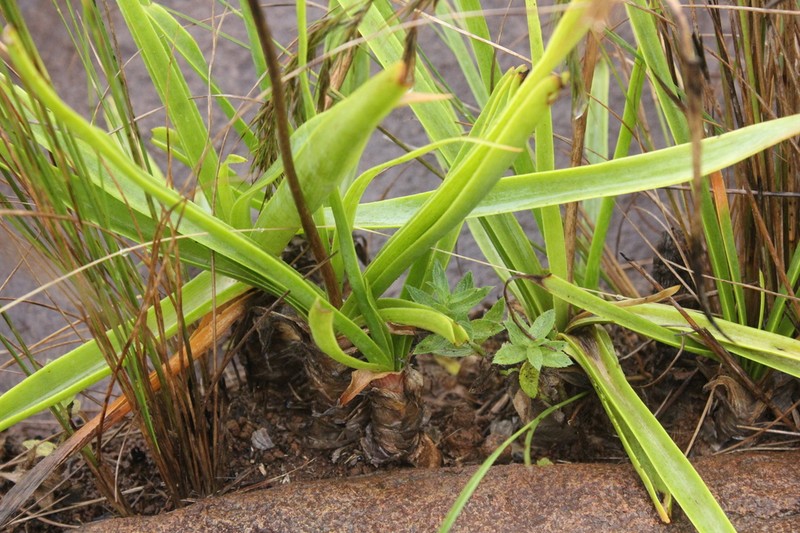 Aloe nicholsii photo 2