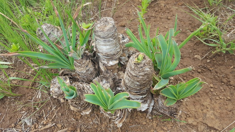 Aloe nicholsii photo 3
