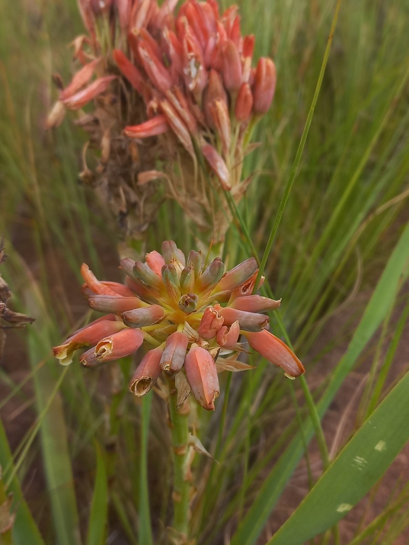 Aloe nicholsii photo 6