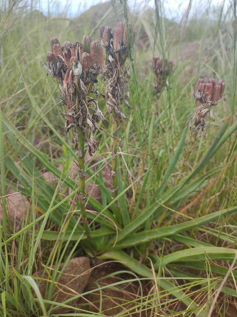Aloe nicholsii photo 7