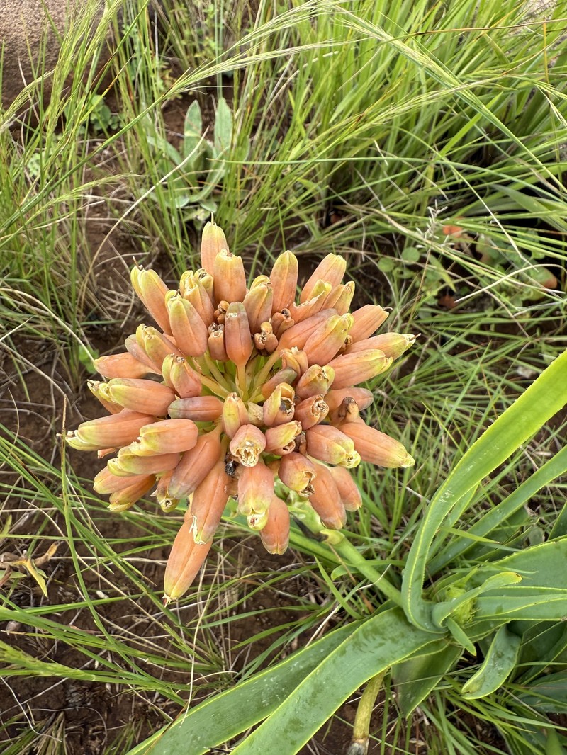 Aloe nicholsii photo 8