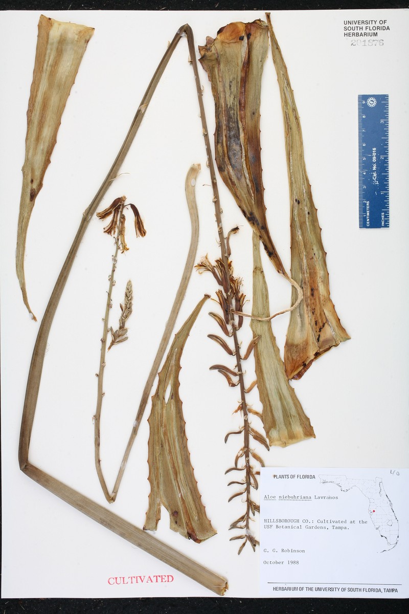 Aloe niebuhriana