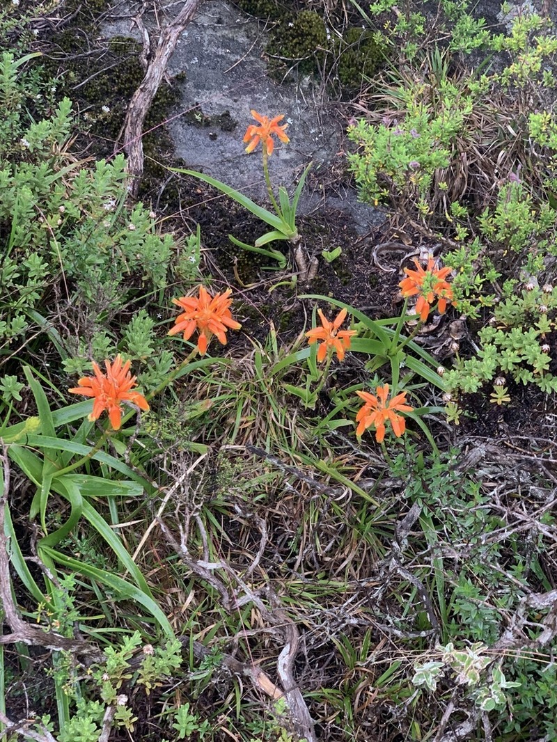 Aloe nubigena
