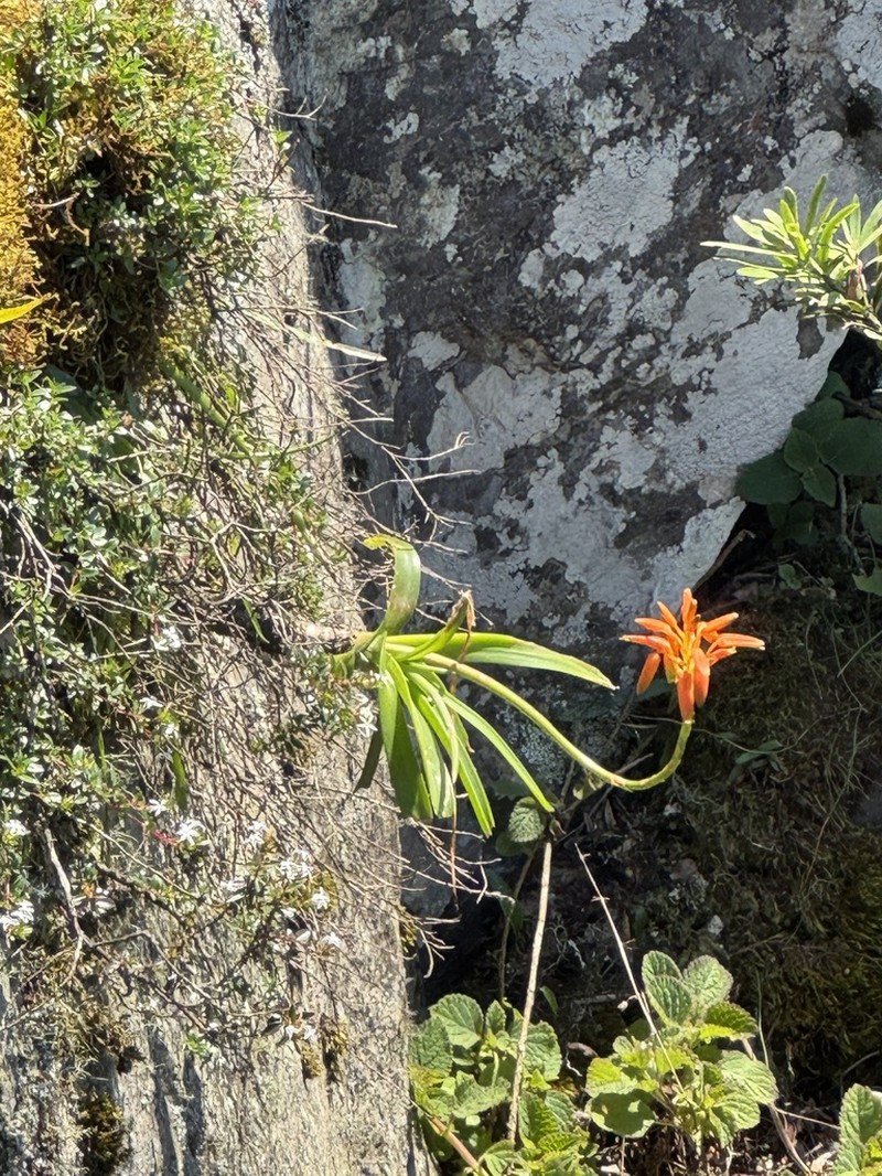 Aloe nubigena photo 2