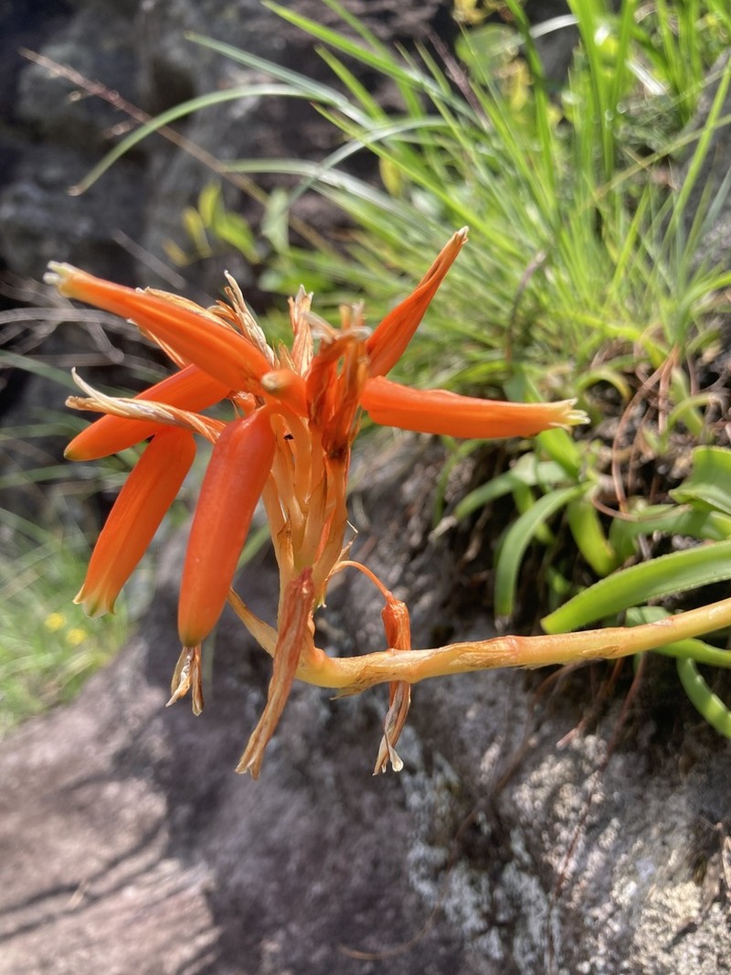 Aloe nubigena photo 4