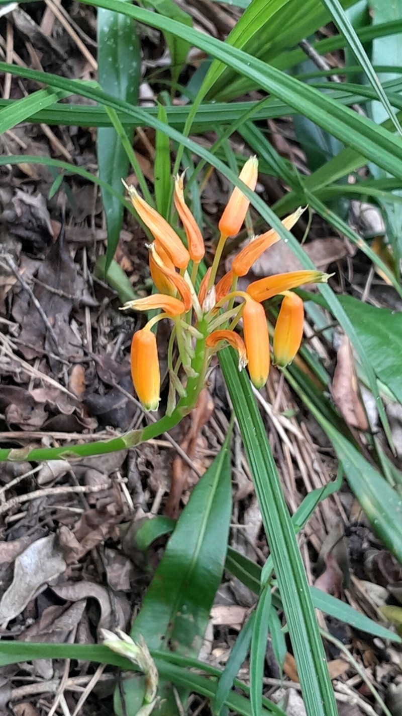 Aloe nubigena photo 6