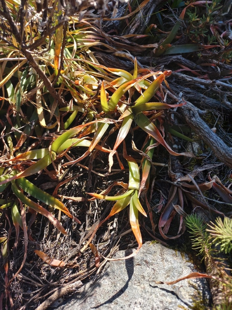 Aloe nubigena photo 7