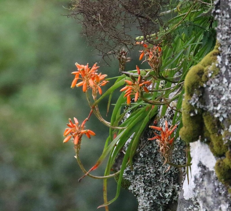 Aloe nubigena photo 8