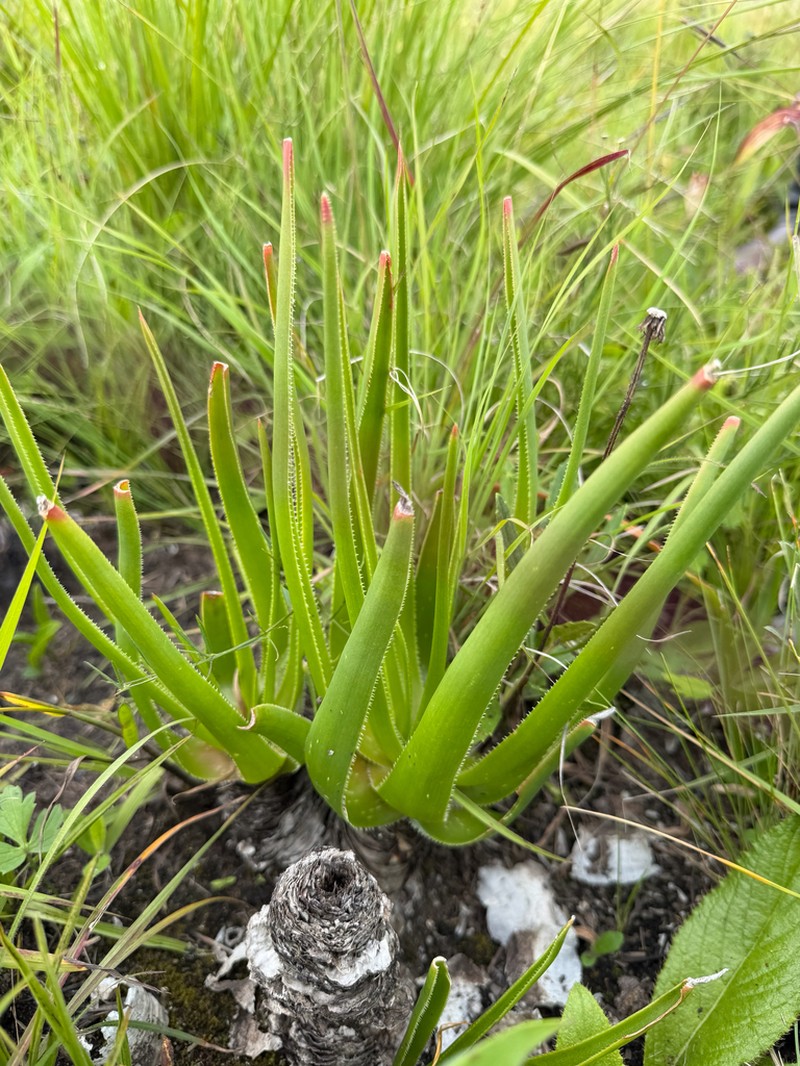 Aloe nuttii