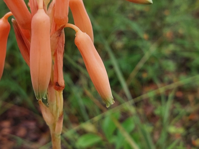 Aloe nuttii photo 2