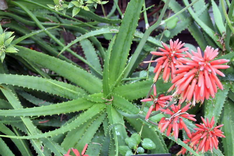Aloe nyeriensis photo 2