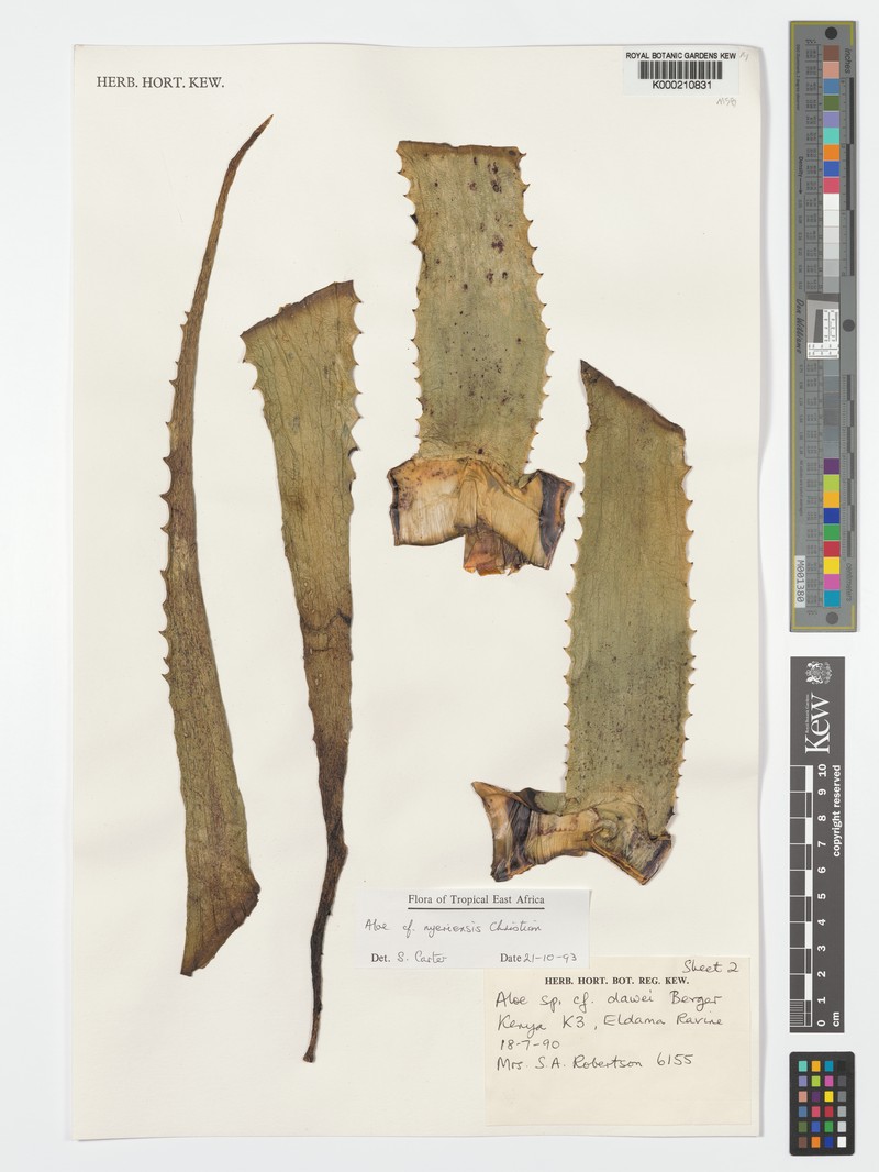 Aloe nyeriensis photo 4