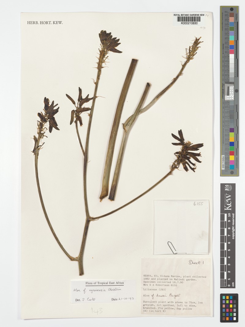 Aloe nyeriensis photo 5