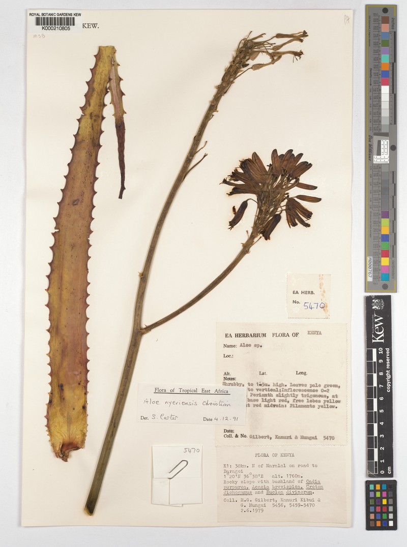 Aloe nyeriensis photo 6