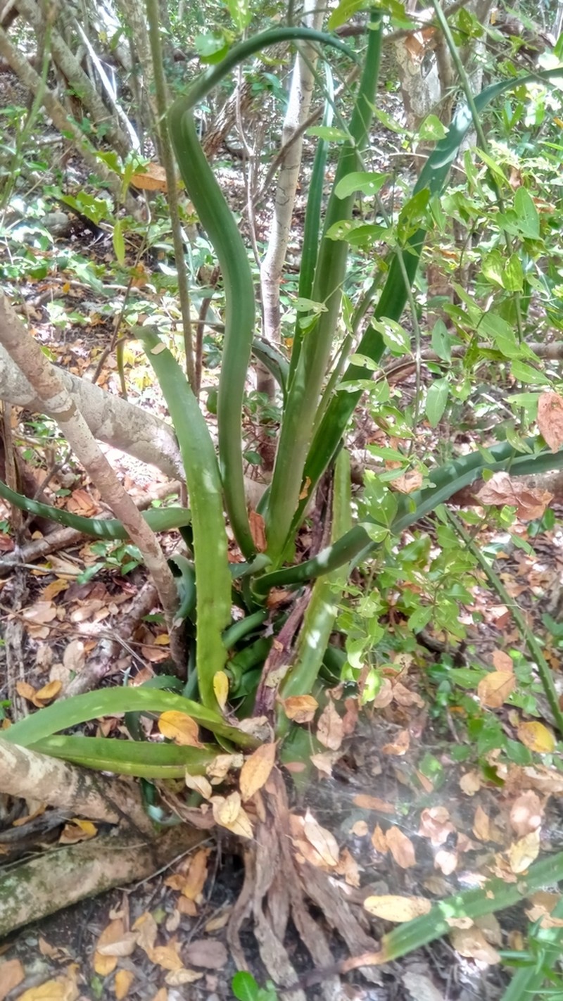 Aloe occidentalis