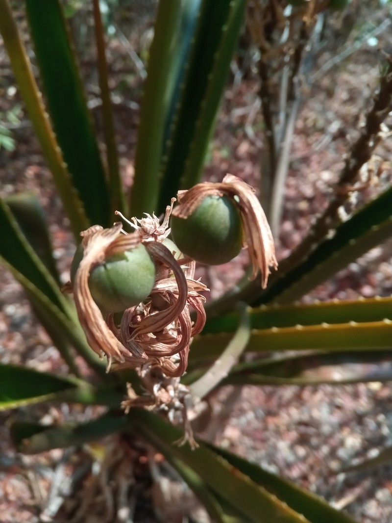 Aloe occidentalis photo 2