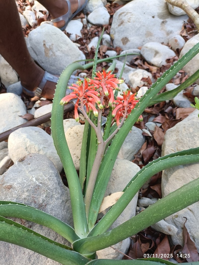 Aloe occidentalis photo 3