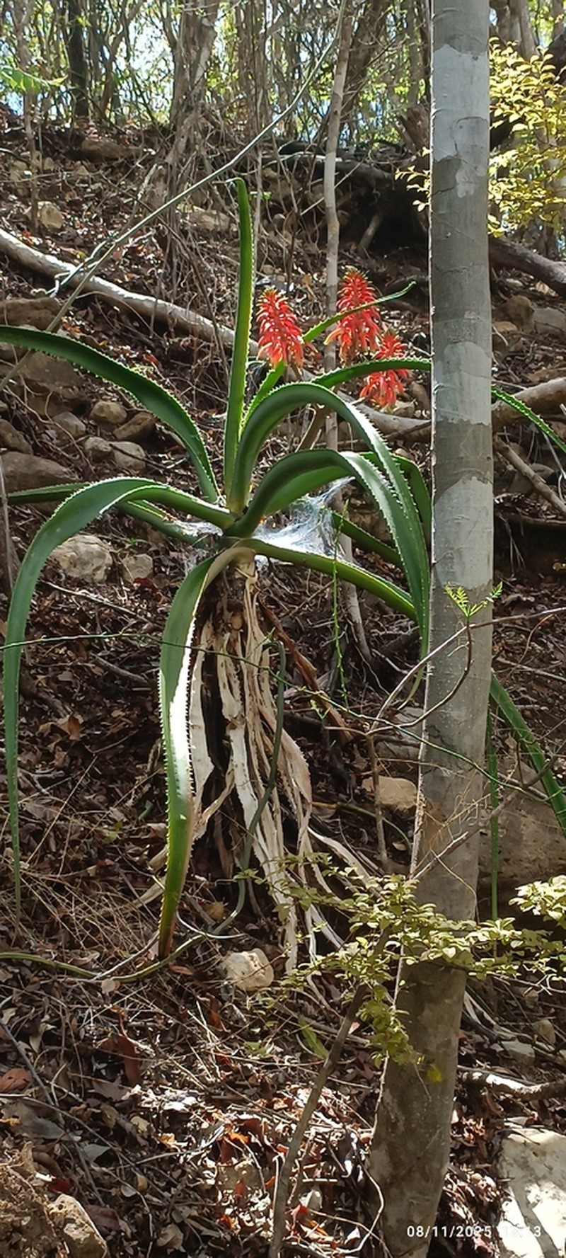 Aloe occidentalis photo 4