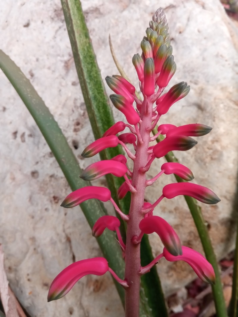 Aloe occidentalis photo 5