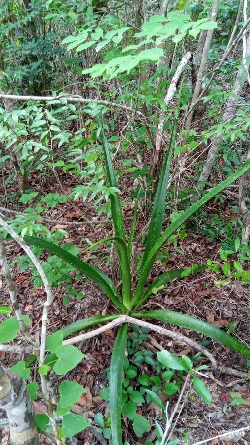 Aloe occidentalis photo 6