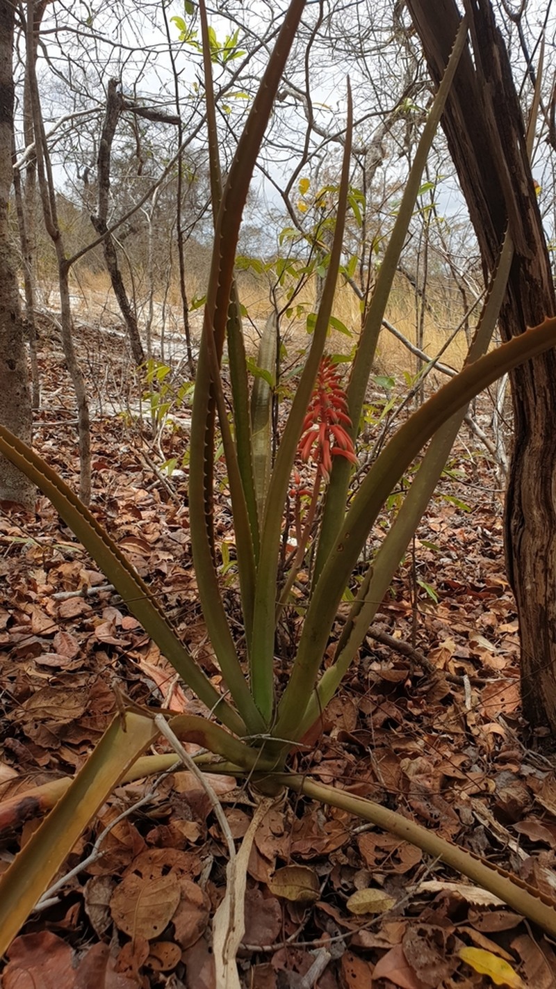 Aloe occidentalis photo 7