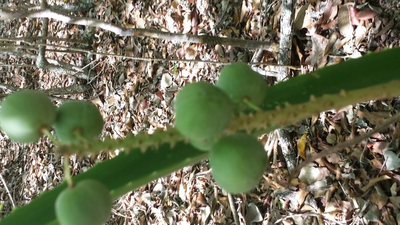 Aloe occidentalis photo 8