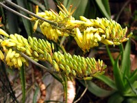 Aloe officinalis