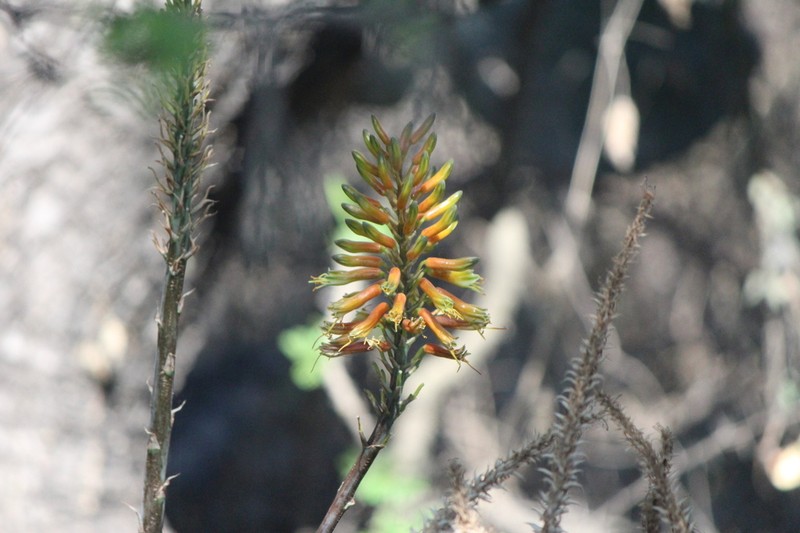 Aloe officinalis photo 2