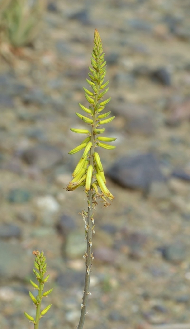 Aloe officinalis photo 3