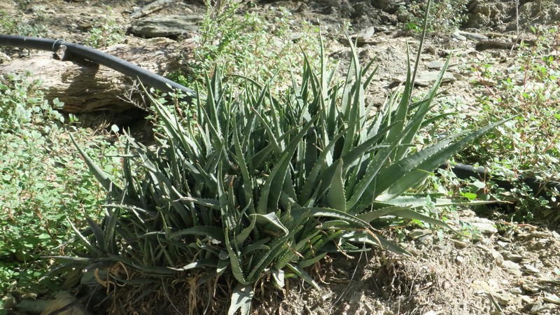 Aloe officinalis photo 4