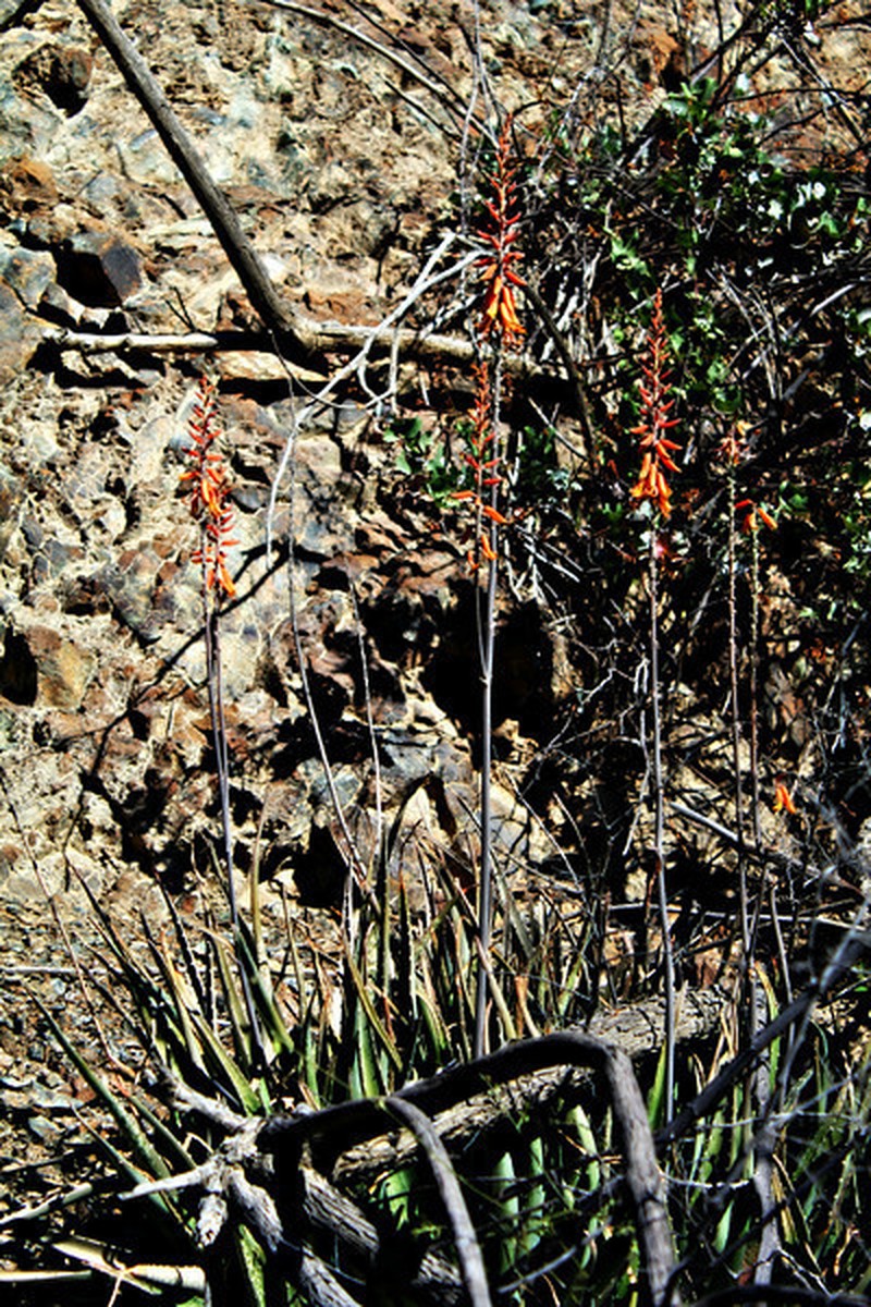 Aloe officinalis photo 5