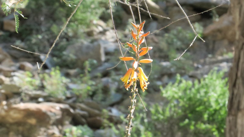 Aloe officinalis photo 6