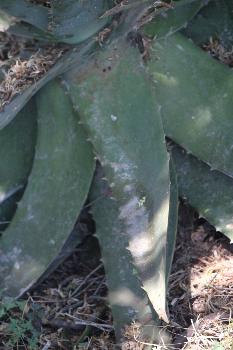 Aloe officinalis photo 7