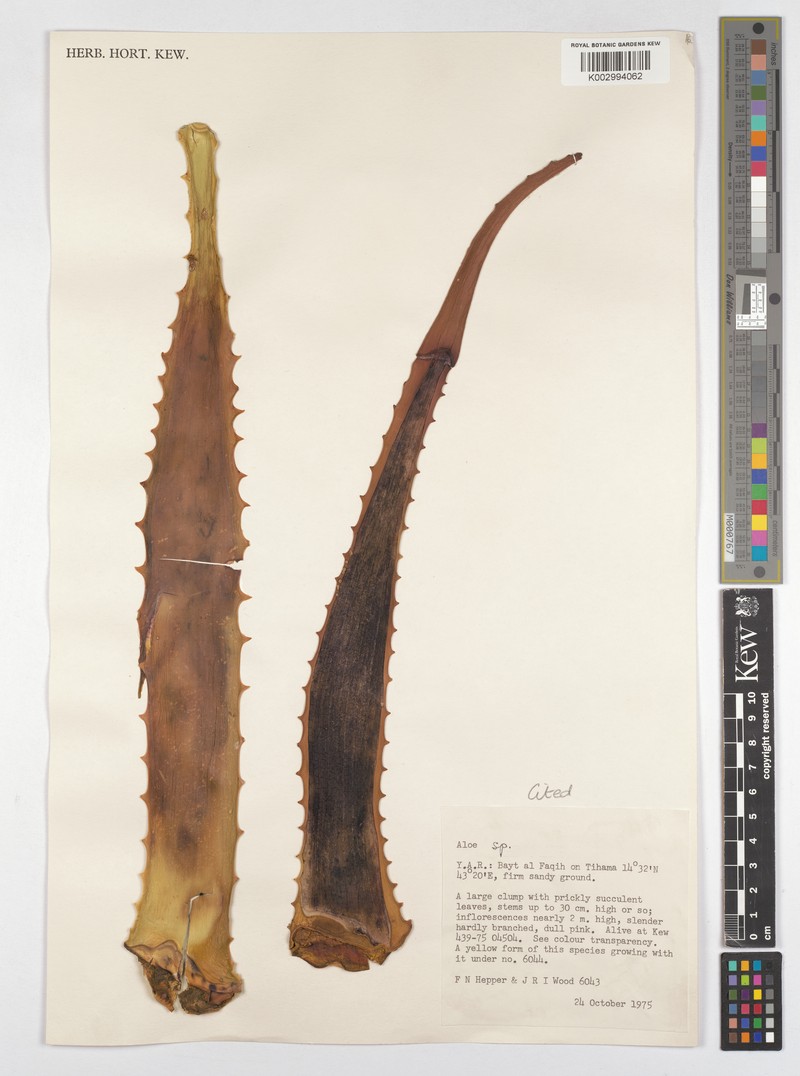Aloe officinalis photo 8