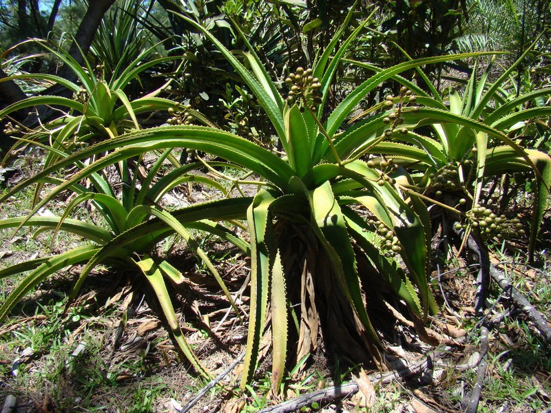Aloe orientalis photo 2