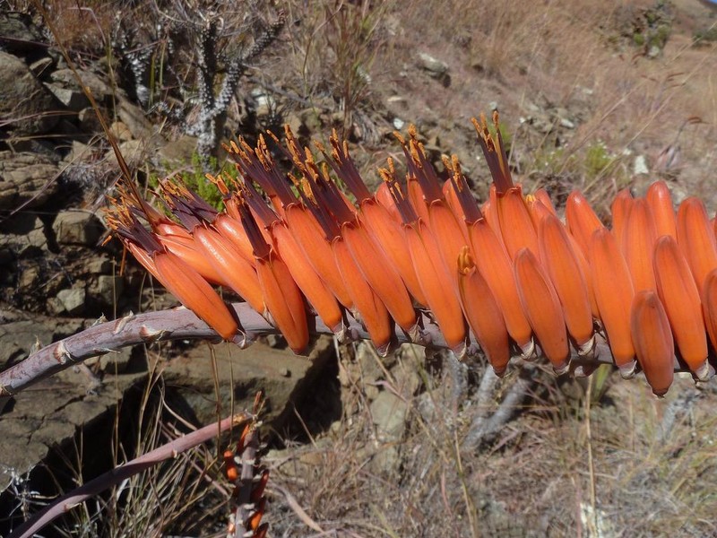 Aloe ortholopha photo 2