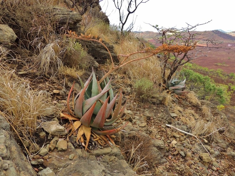 Aloe ortholopha photo 3