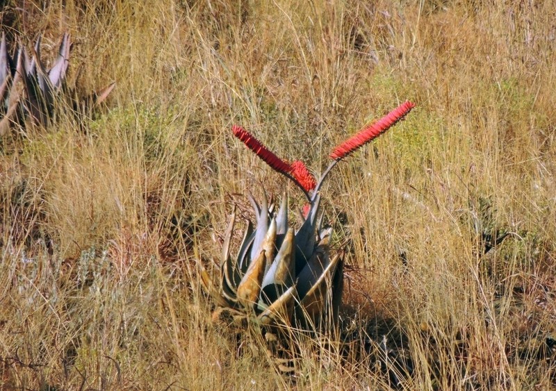 Aloe ortholopha photo 4