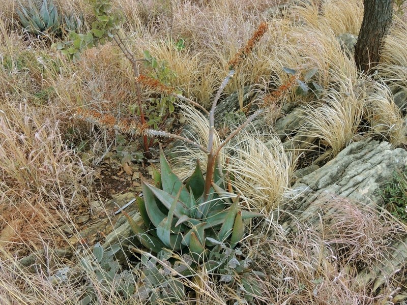 Aloe ortholopha photo 5