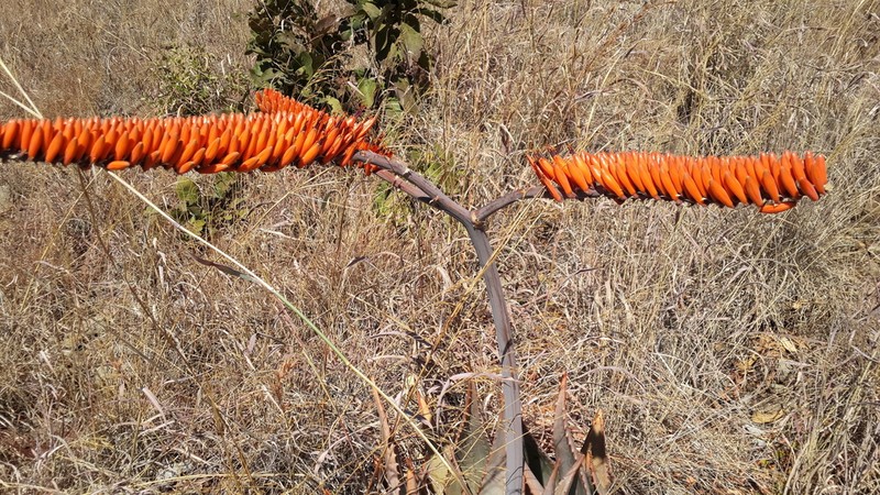 Aloe ortholopha photo 6