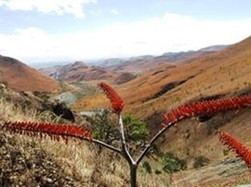 Aloe ortholopha photo 7