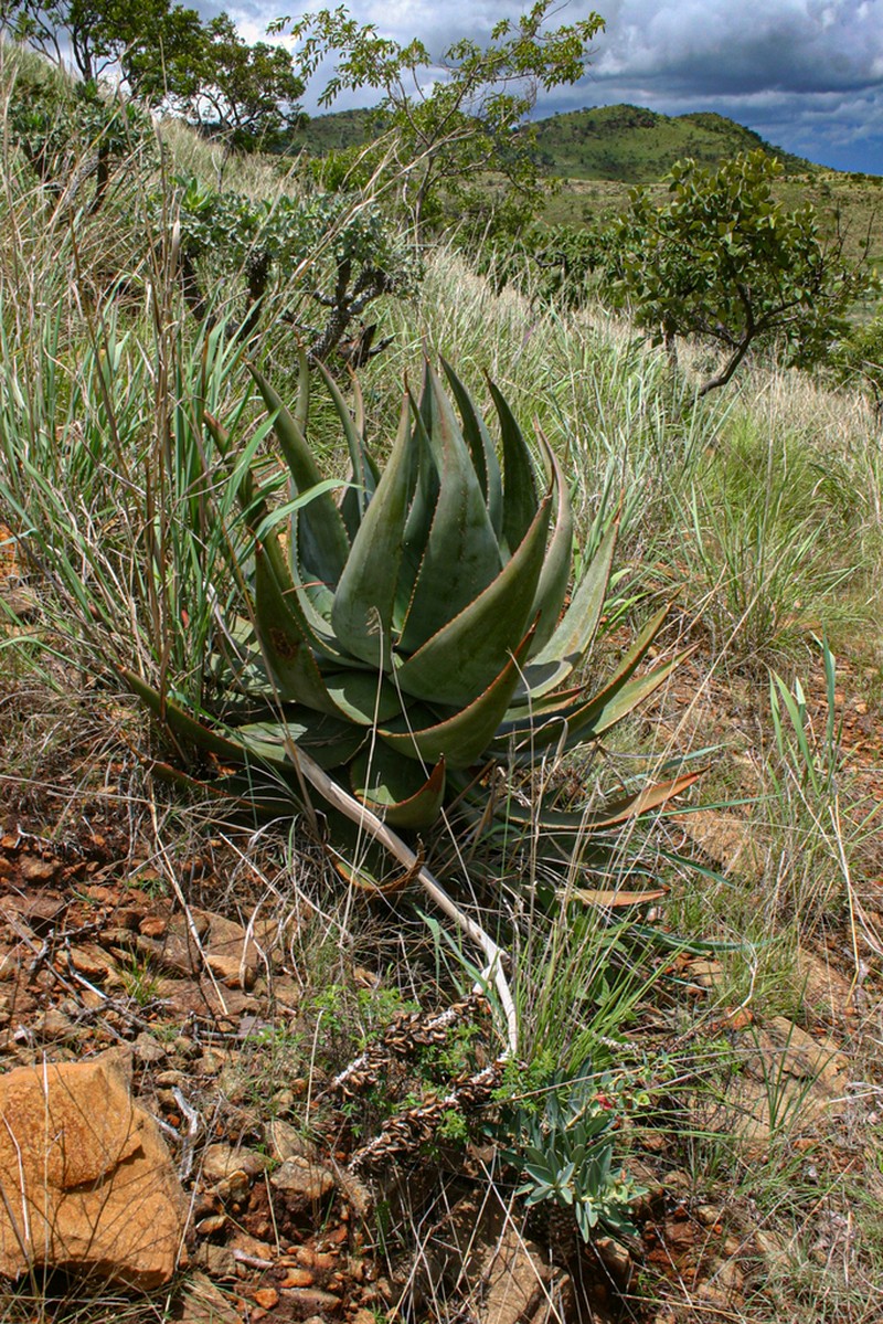 Aloe ortholopha photo 8