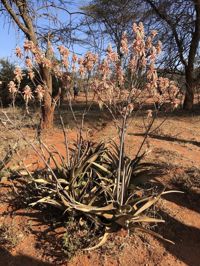 Aloe otallensis
