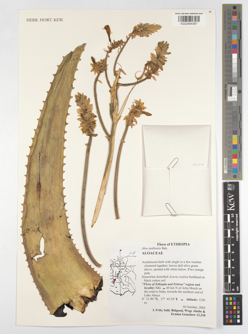 Aloe otallensis photo 2