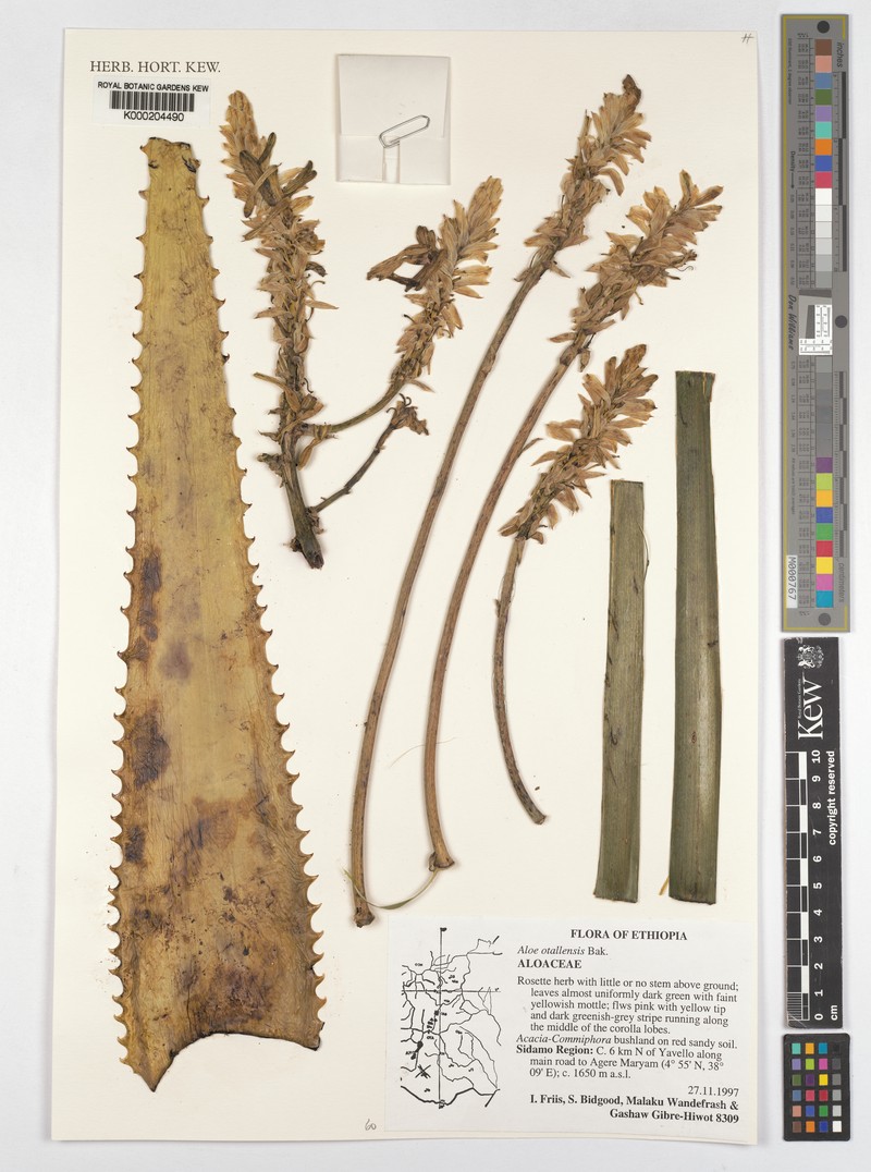 Aloe otallensis photo 3