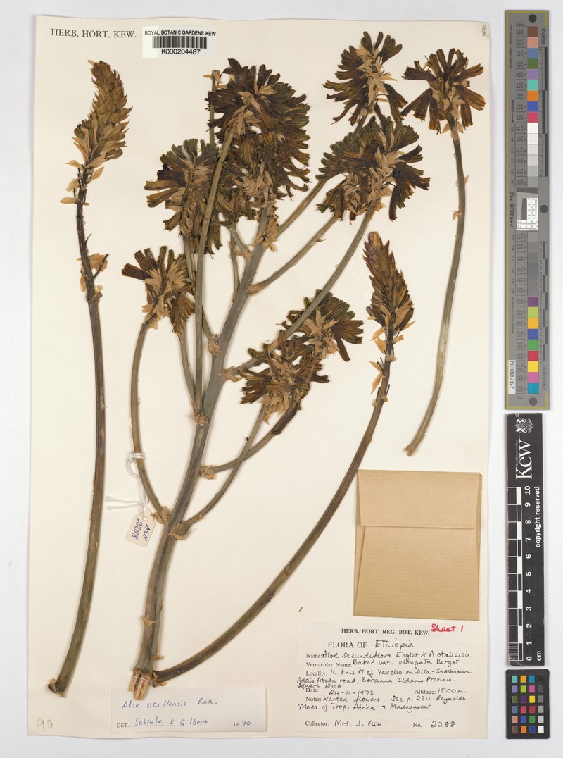 Aloe otallensis photo 6