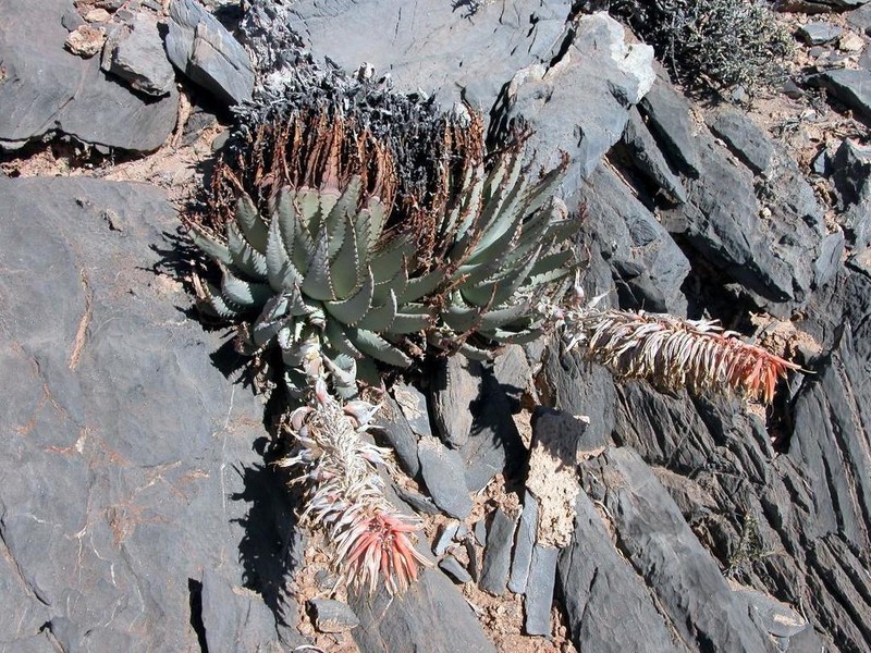 Aloe pachygaster