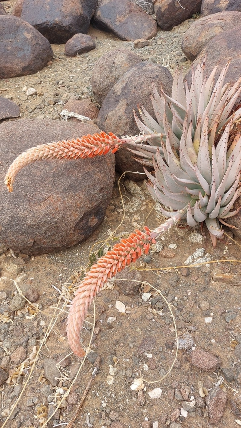 Aloe pachygaster photo 2