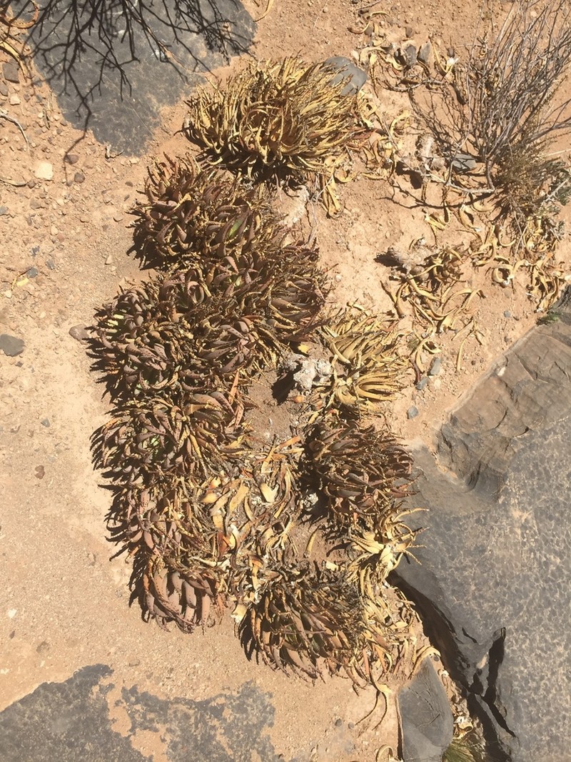 Aloe pachygaster photo 3